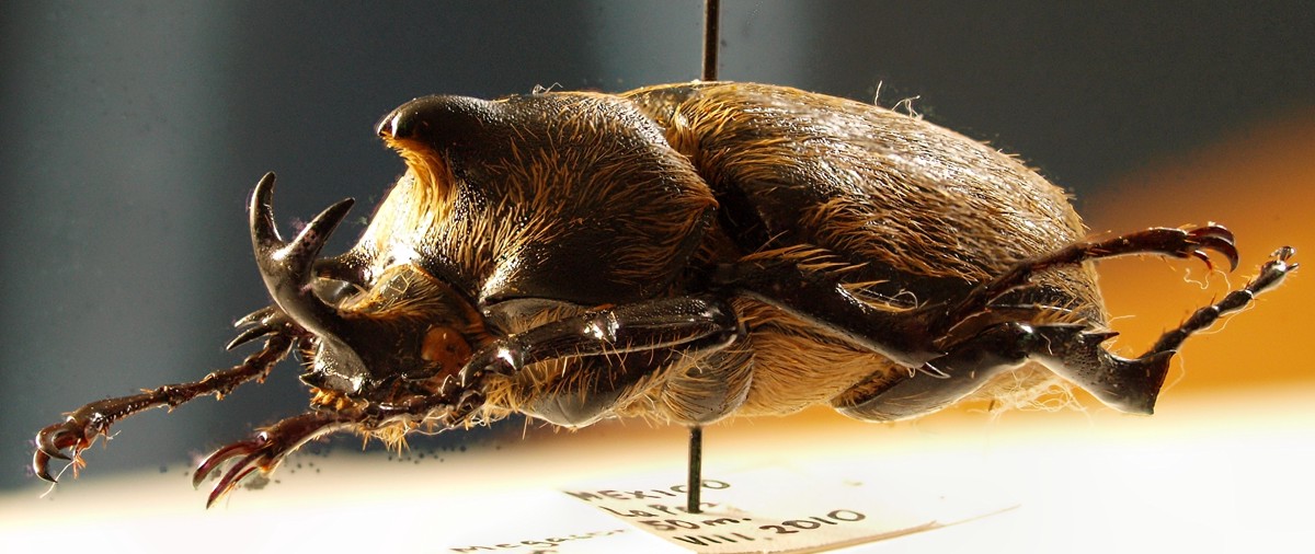 Megasoma thersites