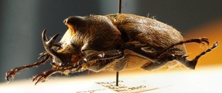 Megasoma thersites