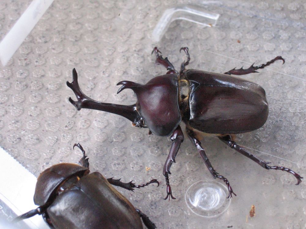 Trypoxylus dichotomus