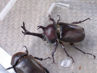 Trypoxylus dichotomus
