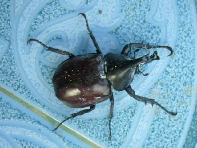 Xylotrupes gideon