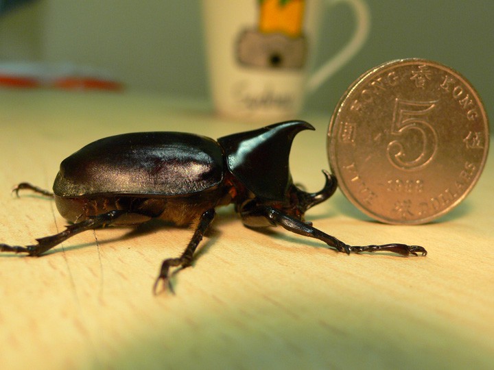 Xylotrupes socrates