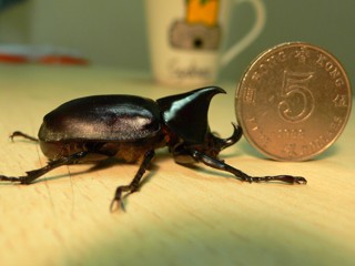 Xylotrupes socrates