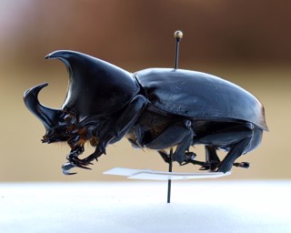 Xylotrupes beckeri
