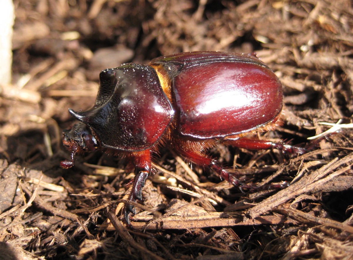 Strategus aloeus