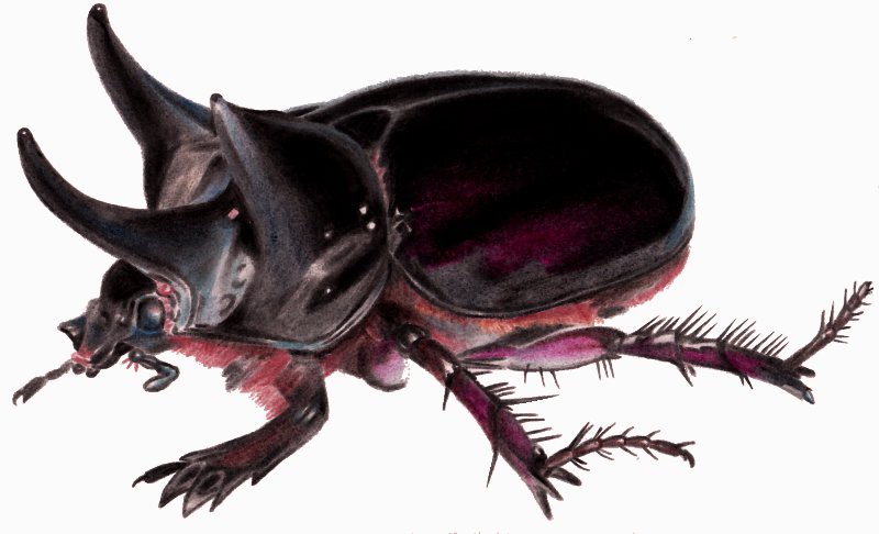 Strategus antaeus