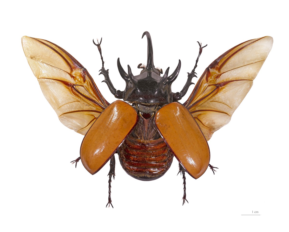 Eupatorus gracilicornis