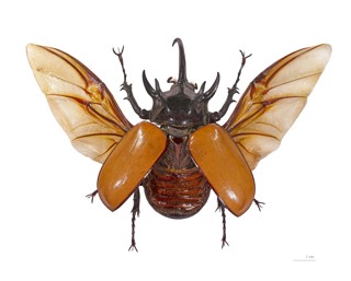 Eupatorus gracilicornis