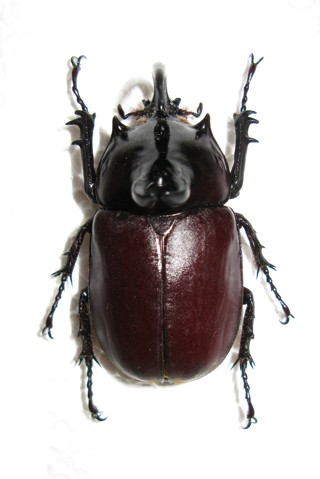 Eupatorus birmanicus