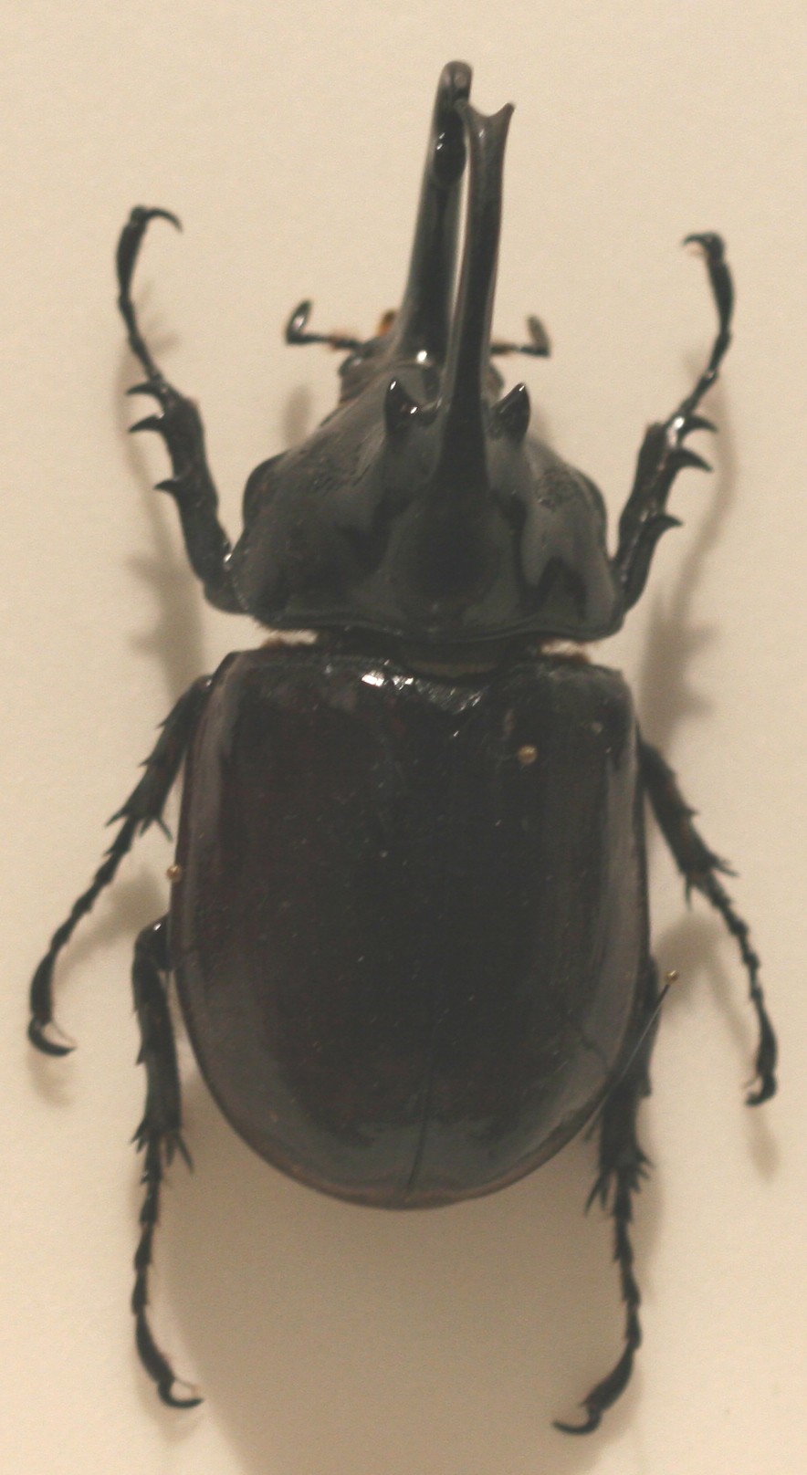 Augosoma centaurus