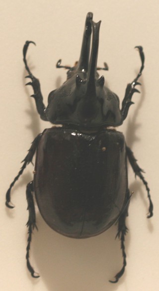 Augosoma centaurus