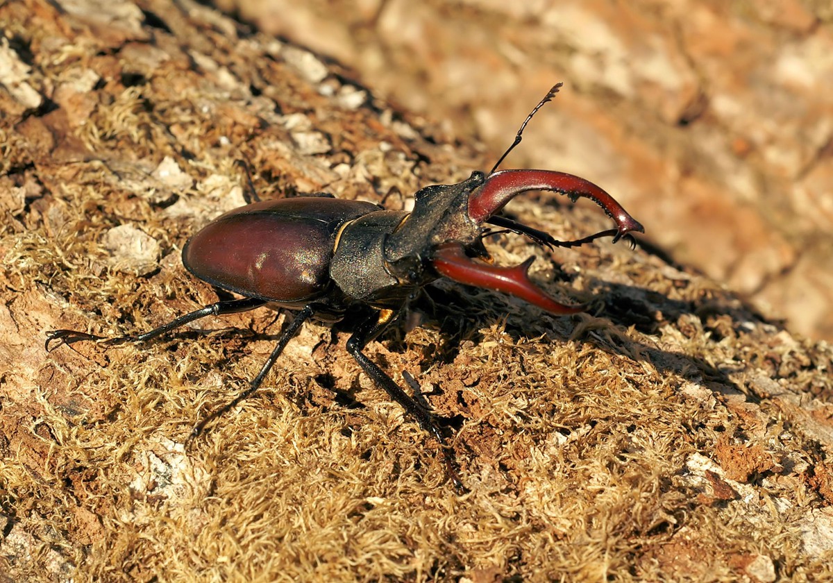 Lucanus cervus