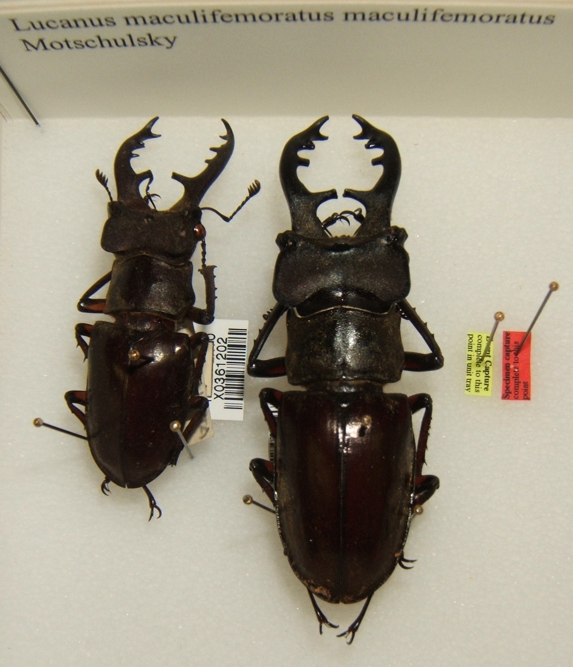 Lucanus maculifemoratus
