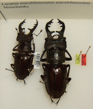 Lucanus maculifemoratus