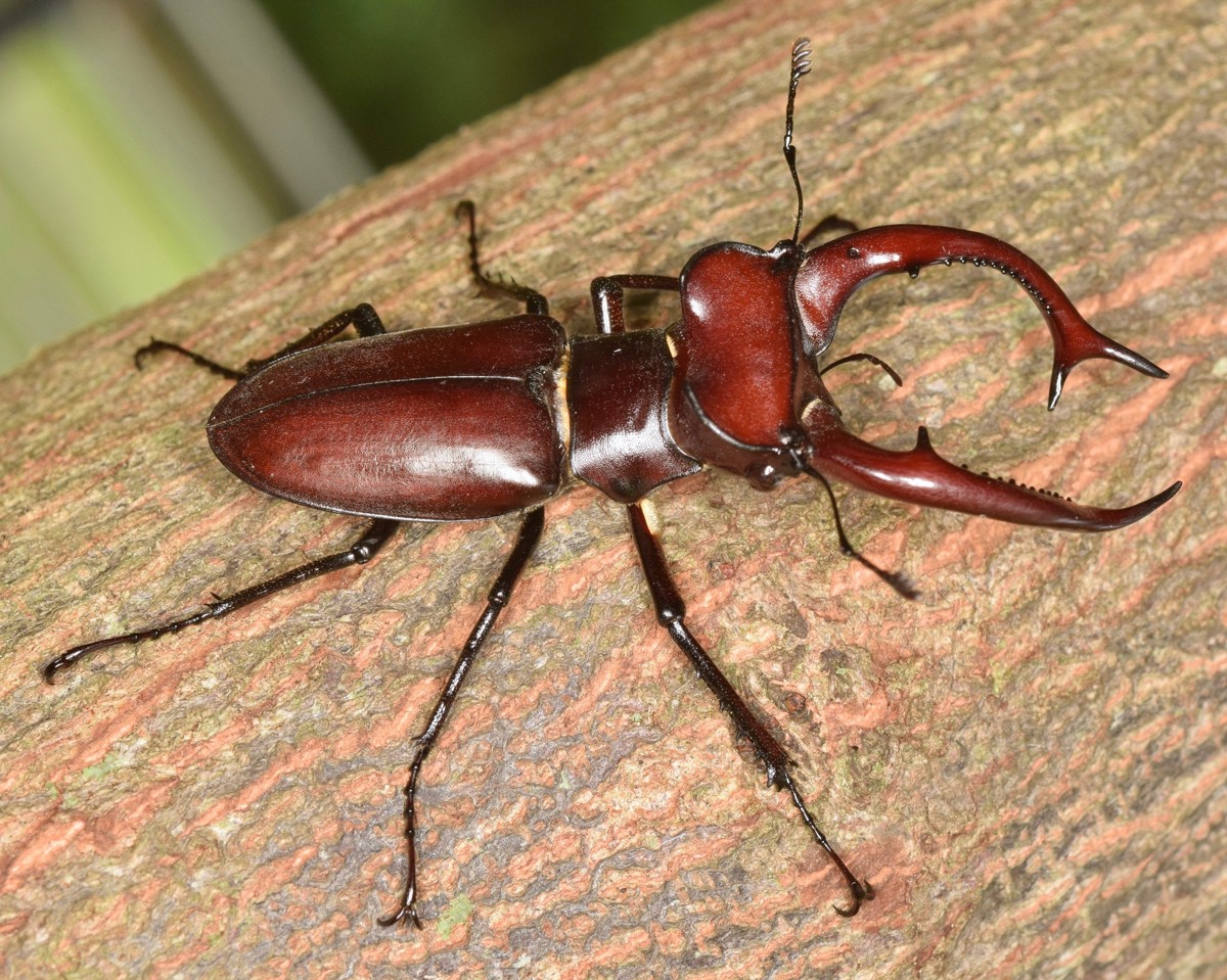 Lucanus elaphus