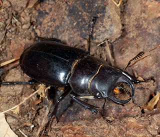 Lucanus barbarossa