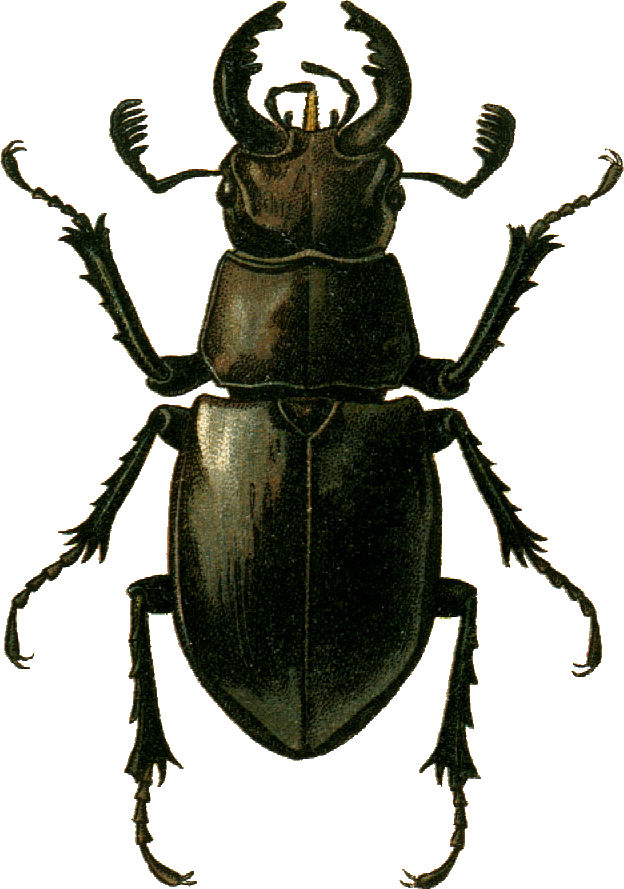 Lucanus ibericus