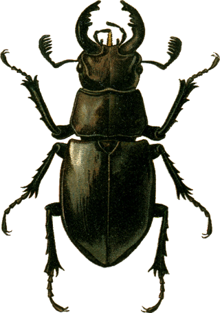 Lucanus ibericus