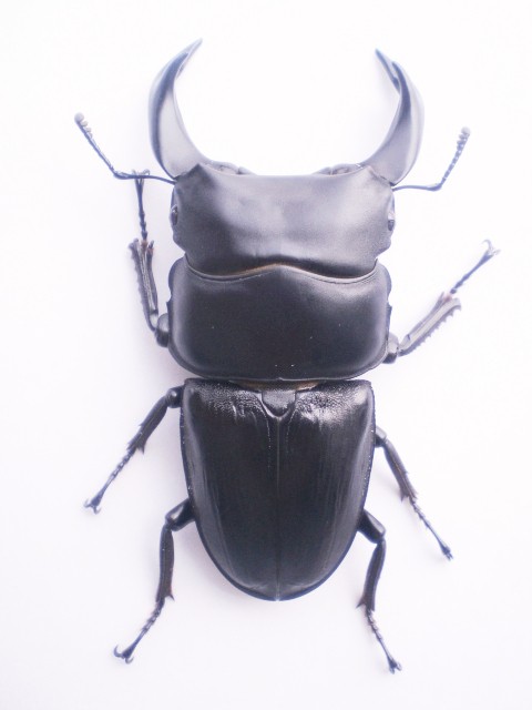 Dorcus hopei