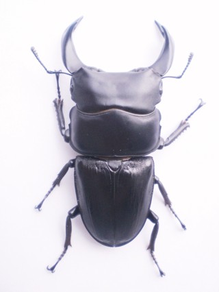 Dorcus hopei