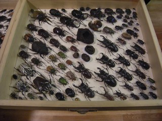 Dorcus antaeus