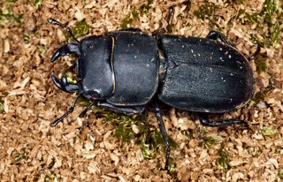 Dorcus parallelipipedus