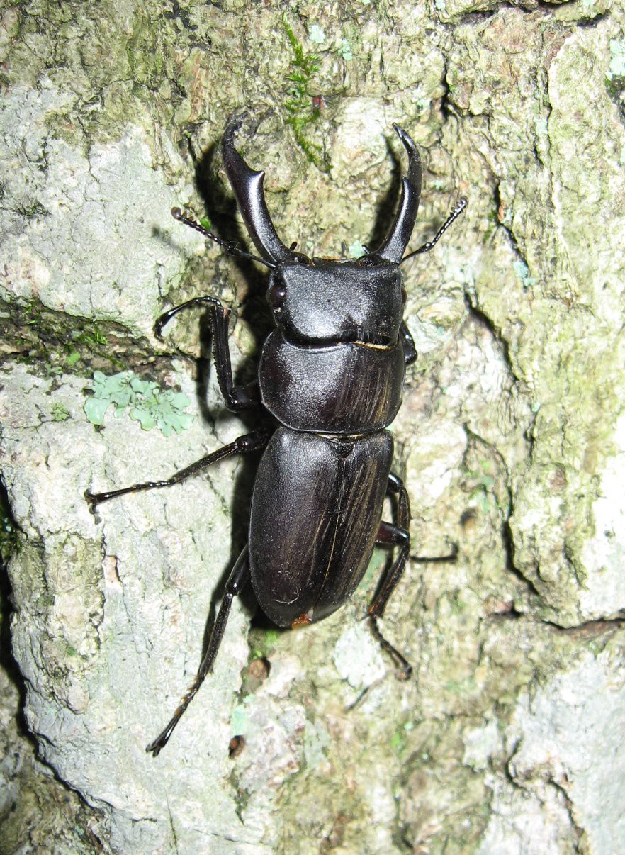 Dorcus rectus