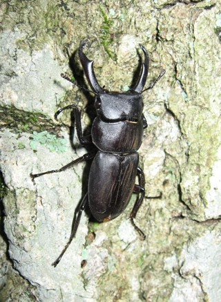 Dorcus rectus
