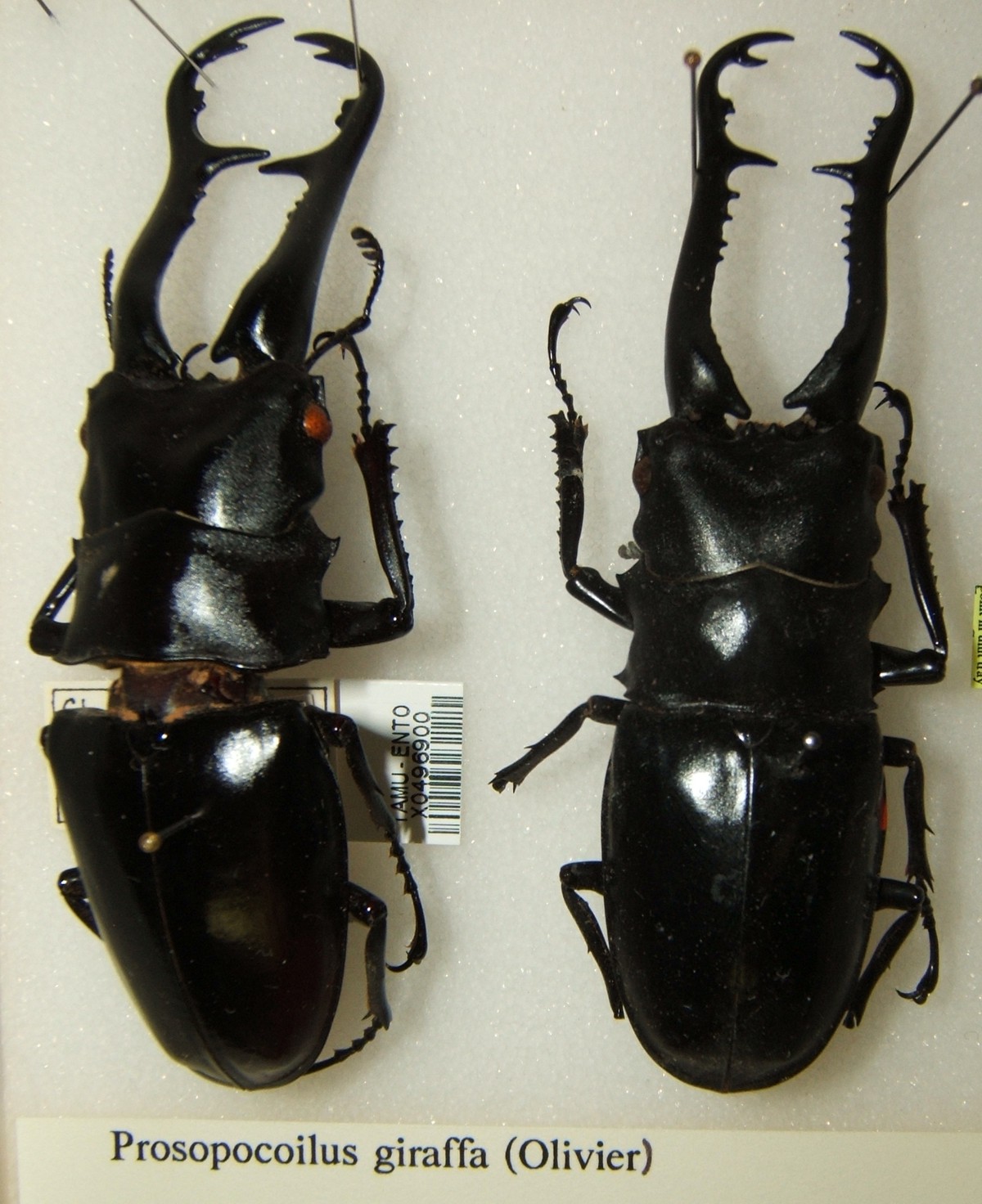 Prosopocoilus girafa