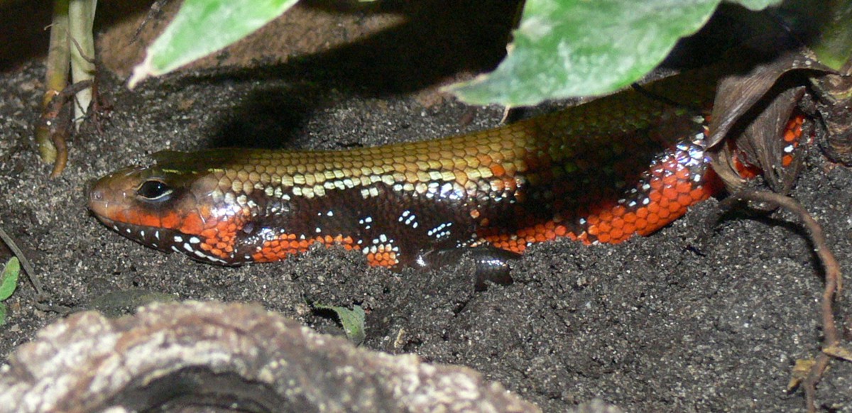 Mochlus fernandi