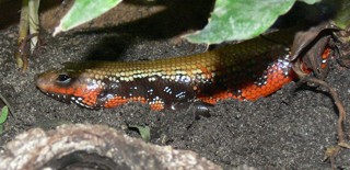 Mochlus fernandi