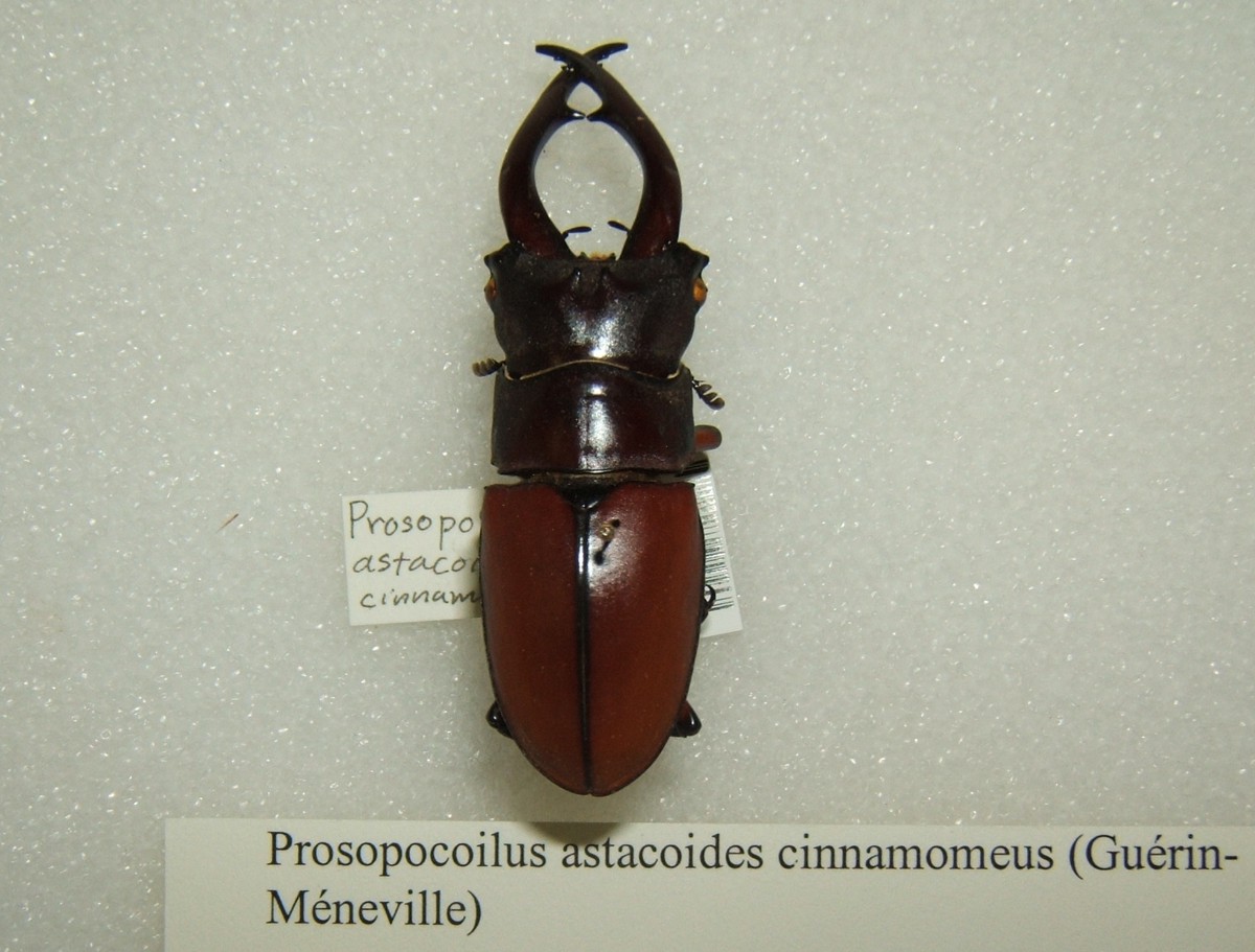 Prosopocoilus astacoides