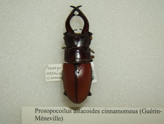 Prosopocoilus astacoides