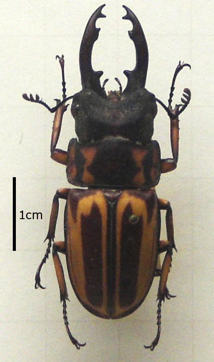 Prosopocoilus zebra