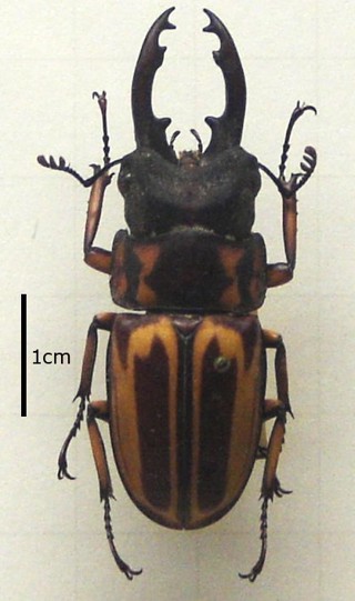 Prosopocoilus zebra