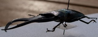 Cyclommatus metallifer