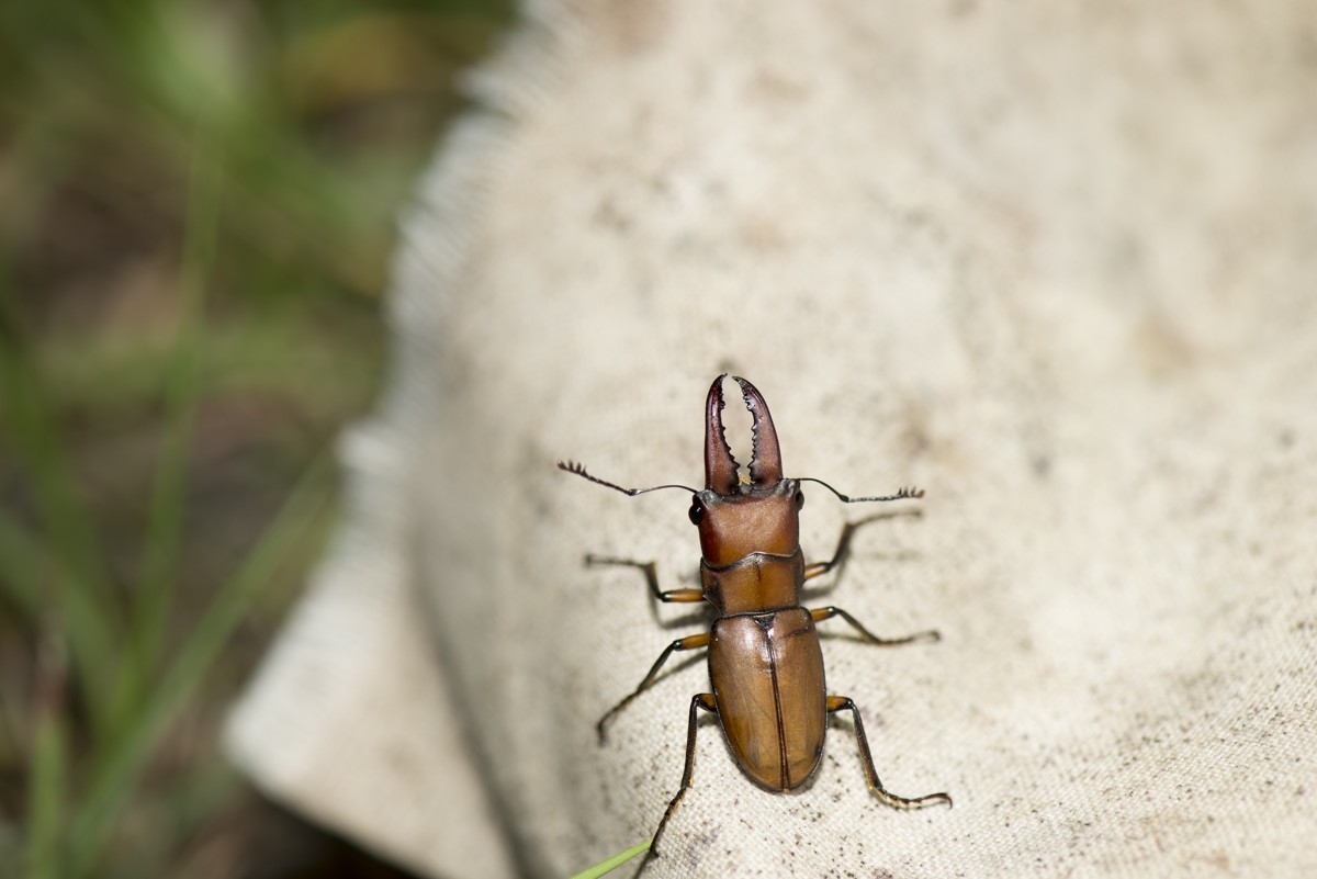Cyclommatus mniszechi