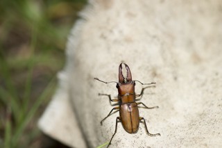 Cyclommatus mniszechi