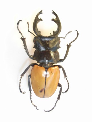 Odontolabis mouhoti