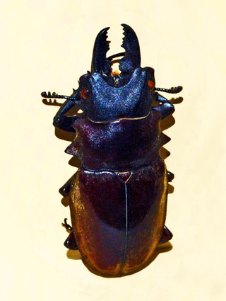 Odontolabis dalmani