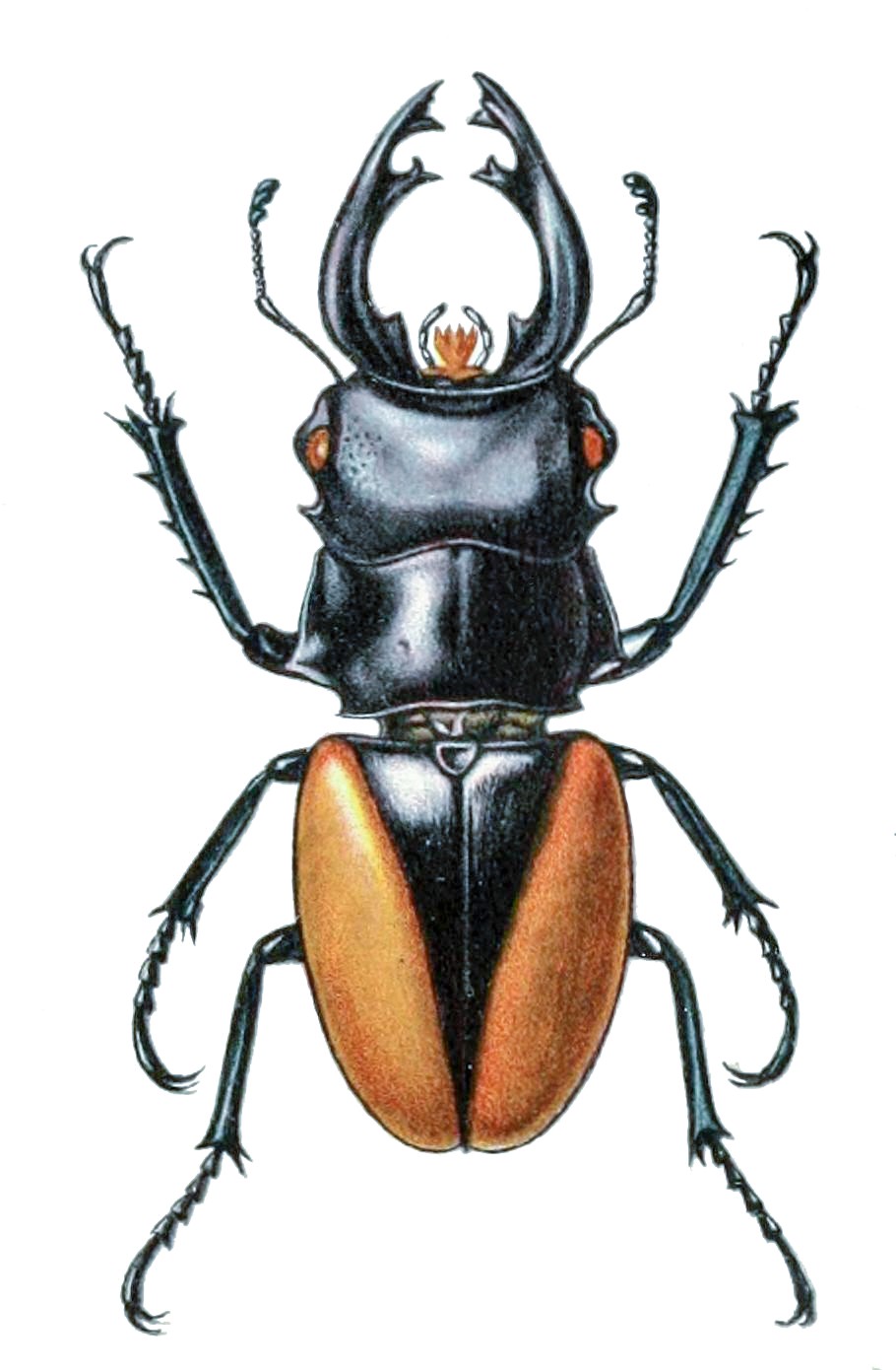 Odontolabis cuvera