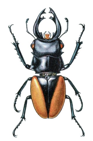 Odontolabis cuvera