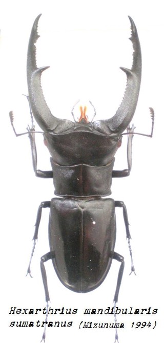 Hexarthrius mandibularis