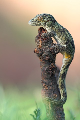 Eurydactylodes vieillardi