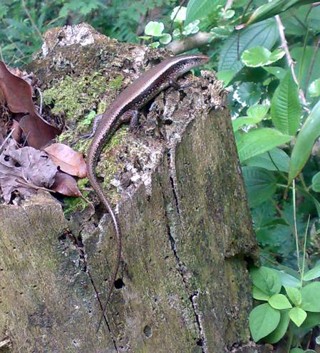 Eutropis multifasciata