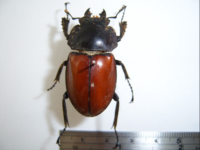 Neolucanus swinhoei