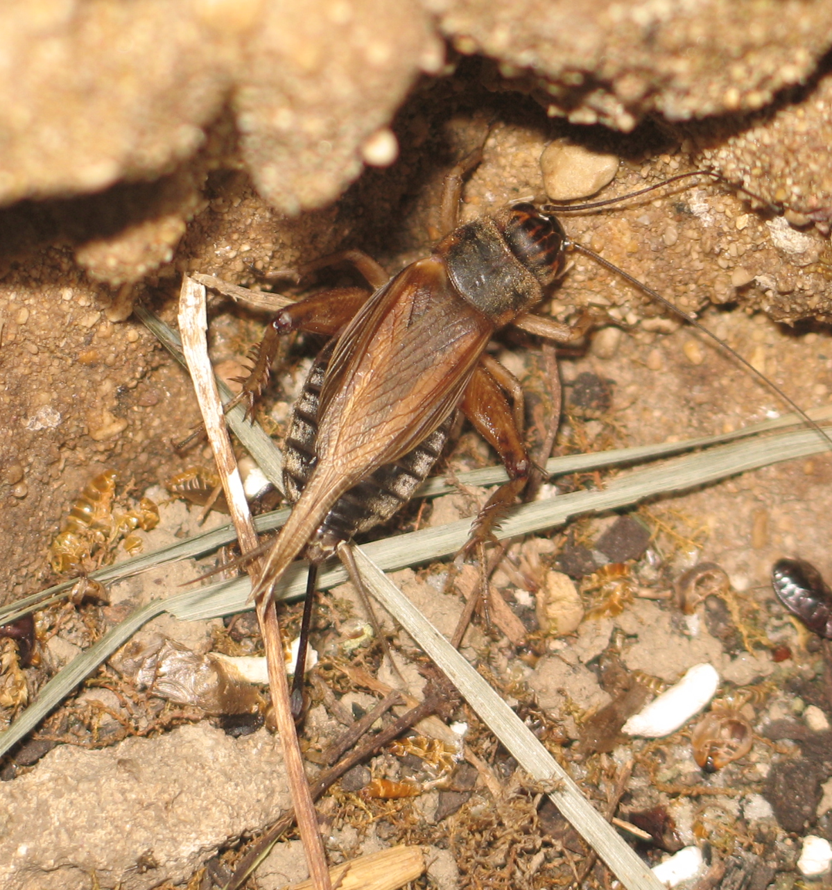 Acheta domesticus