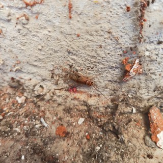 Gryllodes sigillatus