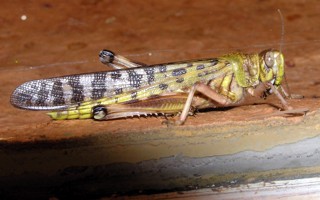 Schistocerca gregaria