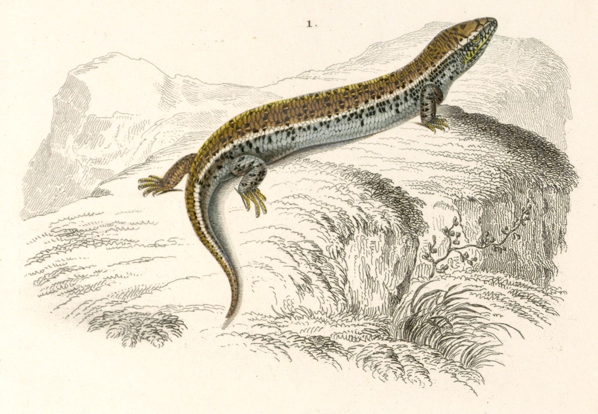 Chalcides ocellatus
